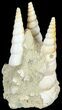 Fossil Gastropod (Haustator) Cluster - Damery, France #62509-1